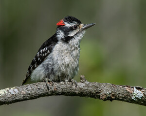 Male Downy Woodpecker