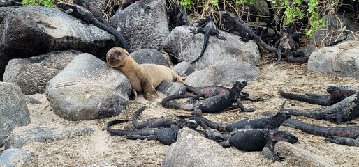 Fototapeta premium Baby Galapagos sea lions