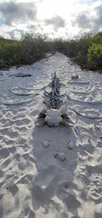 Whale bones