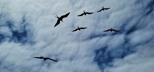 Frigate birds