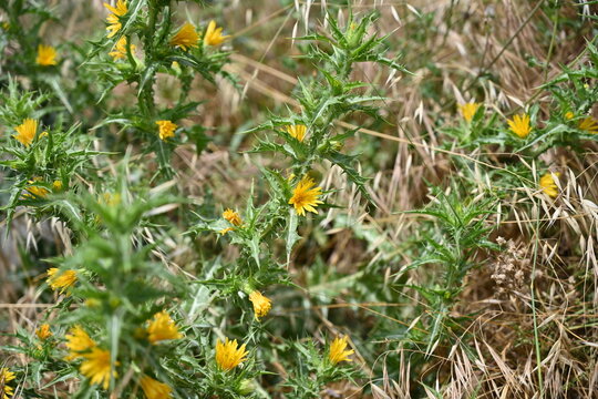 Yellow flowers on spiny stem. Close-up. Scolymus hispanicus, the common golden thistle or Spanish oyster thistle. It is perennial plant growing to 80 cm tall, with spiny stems and leaves.
