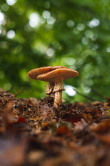Two blusher mushrooms in forest