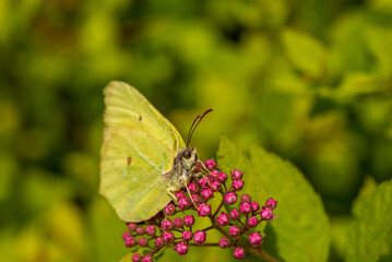 Yellow spring butterfly Gonepteryx rhamni on purple flowers shrub.