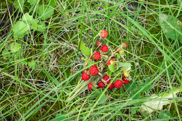 Bunch of wild strawberries on the steams on the grass background. Red berries in the summer forest. Top view, flat lay, copy space
