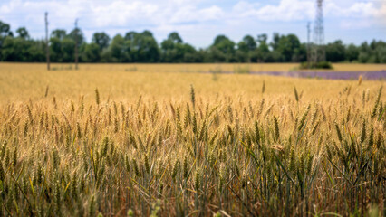 Beautiful barley field landscape close to a country road in a rural area. Agriculture landscape with young wheat.