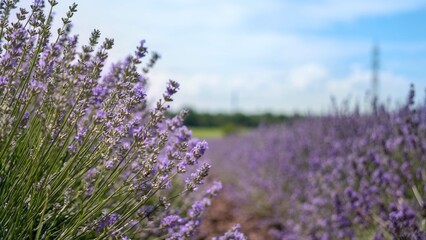 Beautiful violet lavender field in the province. Concept of medicine, fragants and aromatic products. Purple lavender blossomed flowers.