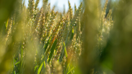 Beautiful barley field landscape close to a country road in a rural area. Agriculture landscape with young wheat.