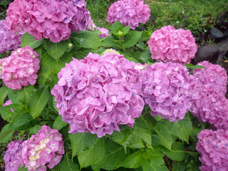 雨に濡れたピンク色のホンアジサイの花