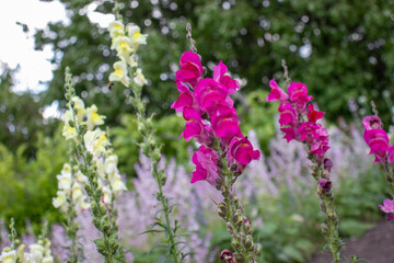 Obraz premium Antirrhinum Majus dragon flowers, snapdragons, pink dog flowers in the summer garden