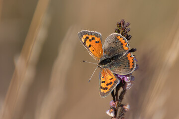 Small Copper Butterfly On A Light Brown Background