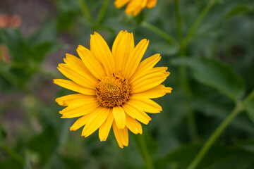 Heliopsis helianthoides False Sunflower in the summer garden. Close-up of yellow Sunflower-like...
