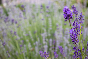 Purple Lavender flowers in the summer garden. Natural blurred floral background. Lavender field 