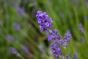 Obraz premium Purple Lavender flowers in the summer garden. Natural blurred floral background. Lavender field 