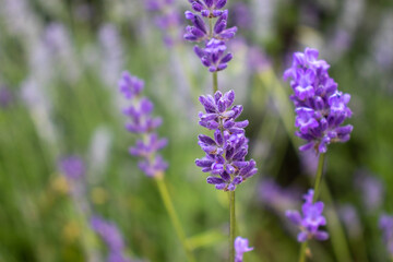 Purple Lavender flowers in the summer garden. Natural blurred floral background. Lavender field 