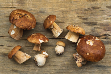 Penny bun (Boletus Edulis) mushrooms on wooden table