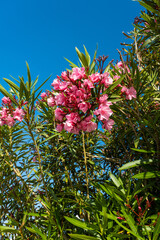 Pink flowers of oleander background, summer time concept