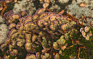Cluster of mushrooms on dead tree trunk