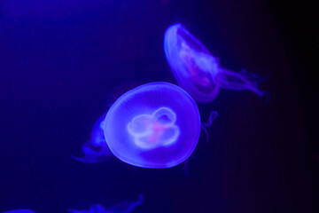 Naklejka na ściany i meble Beautiful illuminated ear jellyfish in aquarium.