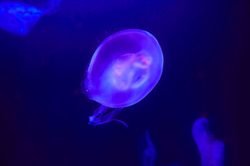 Naklejka na ściany i meble Beautiful illuminated ear jellyfish in aquarium.