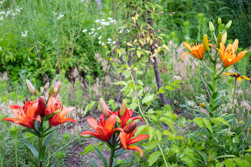 Red and orange lily flowers in the summer garden