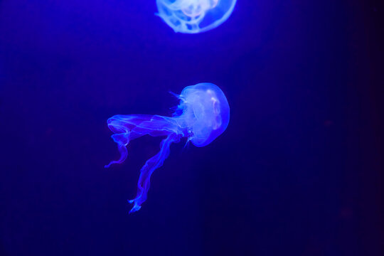 Beautiful illuminated ear jellyfish in aquarium.