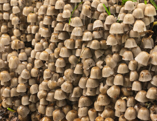Numerous mushrooms grow in colony