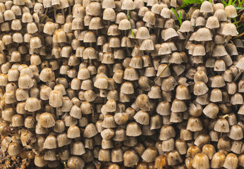 Numerous mushrooms grow in colony