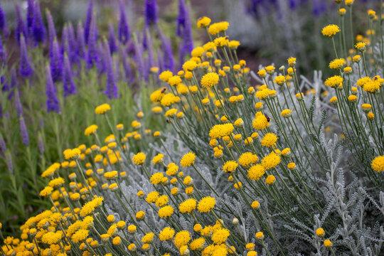 Purple veronica flowers and Grey silver  santolina chamaecyparissus cotton lavender yellow flowers in the summer garden. 