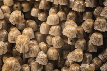 Numerous mushrooms grow in colony