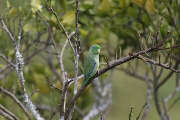 Hermosas imágenes de pájaros con gran colorido