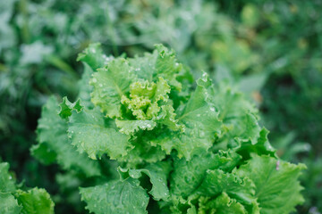 Mature lettuce leaves in the garden, ready for harvesting. Wavy and curly leaves of the plant. Healthy, vitamin-rich vegetables.