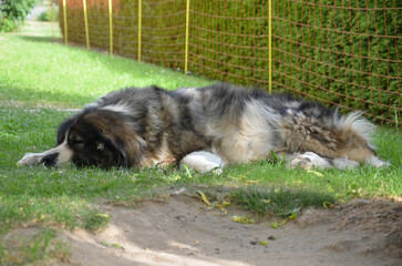 Kaukasischer Schäferhund schlafen im Garten liegend - Kaukasischer Owtscharka
 - obrazy, fototapety, plakaty