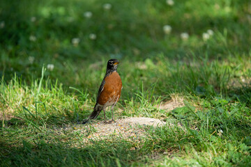 Robin bird walking through grass