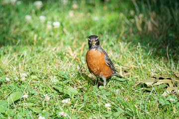 Robin bird looking at camera