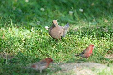 Mourning dove and red house finches