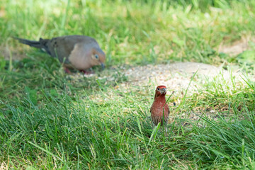 Red house finch with mourning dove in background