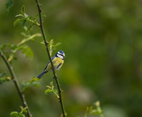 Blue Tit On Branch