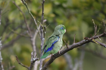Hermosas imágenes de pájaros con gran colorido