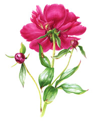 watercolor summer flowers - pink peony in botanical style