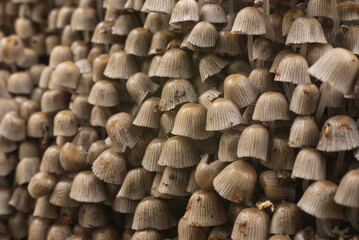 Fototapeta premium Numerous mushrooms grow in colony