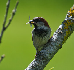 Sparrow on a branch
