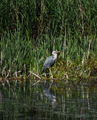 Grey Herion Eating a Fish