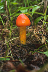 Single mushroom in wet summer forest