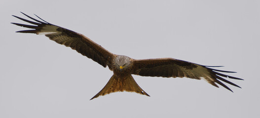 Red Kite Flying in the air