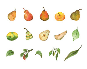 Isolated watercolor set of pears with leaves on a white background	