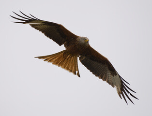 Red Kite Flying in the air