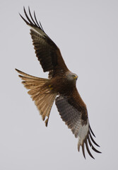 Red Kite Flying in the air