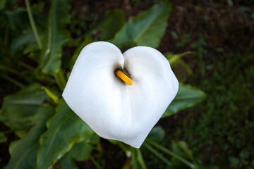Fototapeta na wymiar White calla lily
