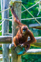 orangutans or pongo pygmaeus is the only asian great found on the island of Borneo and Sumatra