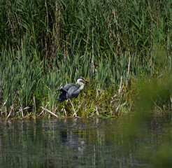 Grey Herion Eating a Fish